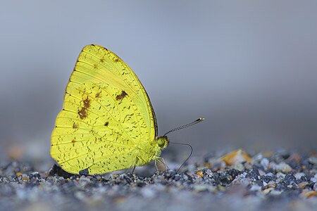 Ventral view