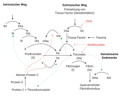 Schematischer Ablauf der plasmatischen Blutgerinnung.