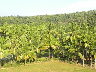 Mangattuparambu, India