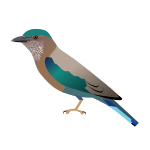 Coraciasbenghalensis.svg