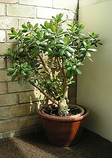 Jade plant or Friendship Tree, Crassula ovata