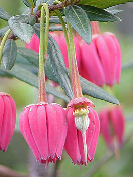 (Crinodendron hookerianum)