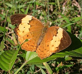 Espécie típica, Dandeli