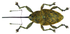 Curculio glandium Marsham, 1802 female (8112399337).png