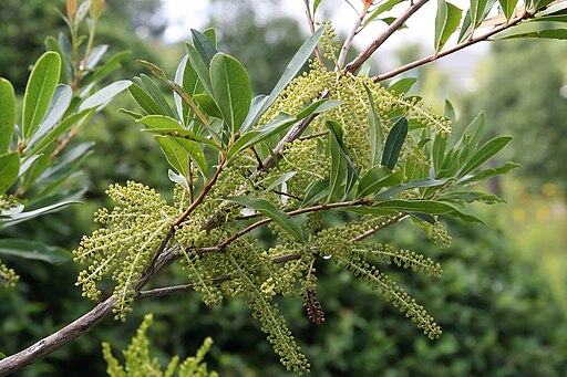 Cyrilla racemiflora