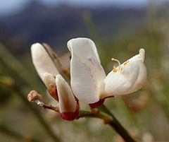 Description de l'image Cytisus supranubius kz4.JPG.