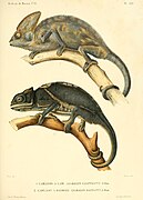 An 1852 illustration of Furcifer balteatus by Auguste Duméril (bottom)