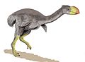 Dromornis stirtoni Uma ave Altura: 3 m