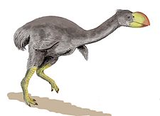 Dromornis stirtoni, tegning af A. Weasley