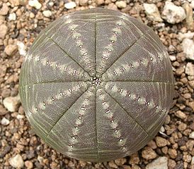 Przykład konwergencji wśród sukulentów: Euphorbia obesa (wilczomleczowate)