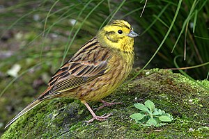 A Yellowhammer on North Island, New Zealand.