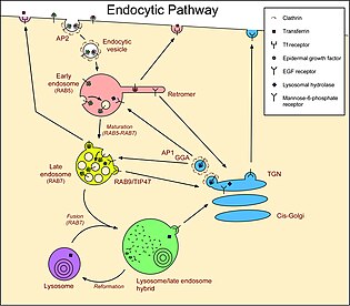 animal cell endocytic pathway