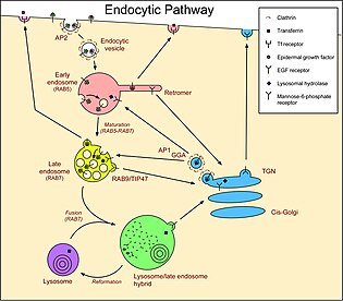 صور طبية هيستولوجى - Histology 315px-Endocytic_pathway_of_animal_cells_showing_EGF_receptors,_transferrin_receptors_and_mannose-6-phosphate_receptors