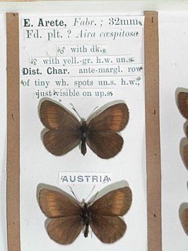 Erebia arete