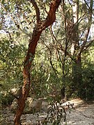 À Melbourne, dans les jardins de Maranoa (en).