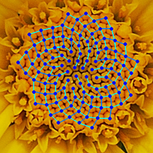 head showing the arrangement in 21 (blue) and 13 (cyan) spirals. Such arrangements involving consecutive Fibonacci numbers appear in a wide variety of plants.