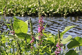 Purple loosestrife