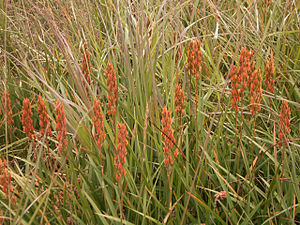 frktaroj de marĉa lilio (Narthecium ossifragum)