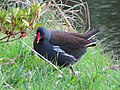 Gallinule poule-d'eau vue à Le Plessis-Robinson, Île-de-France (France)