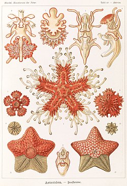„Asteroidea“ úr Kunstformen der Natur eftir Ernst Haeckel frá 1904