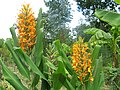 Hedychium Tara