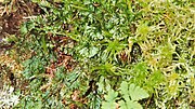 Hymenophyllum wilsonii (Godøy, Noruega).