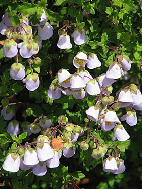 Jovellana violacea