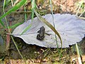 Juveniler Grasfrosch (Rana temporaria (Linnaeus 1758) )