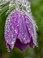 10. Nyugati kökörcsin (Pulsatilla vulgaris) virága vízcseppekkel (javítás)/(csere)