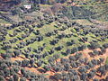 Плантации калабрийских оливковых деревьев