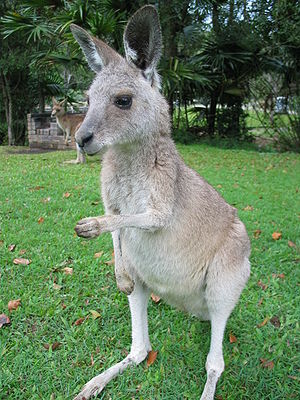 A Kangaroo in Australia.