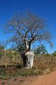Australischer Baobab (Adansonia gregorii)