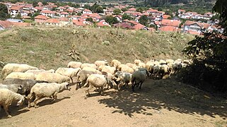 Sheep in Krani