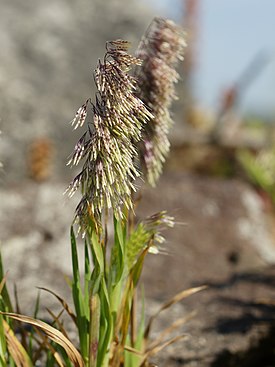 Ламаркия золотистая, общий вид цветущего растения. Сардиния, Италия