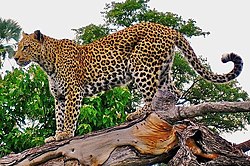 Leopard on a horizontal tree trunk.jpg
