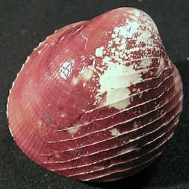 Раковина Lyrocardium lyratum