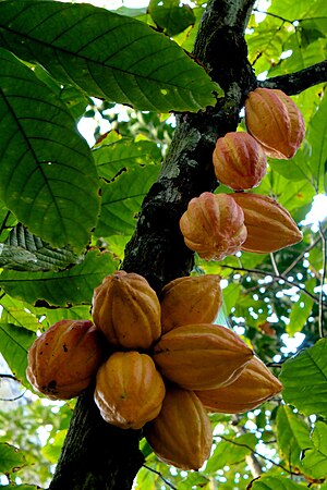 English: Cacao (Theobroma cacao) Español: Plan...