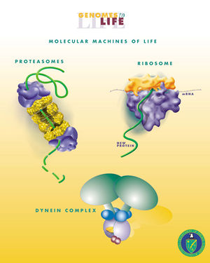 Some biological machines Molecular Machines of Life.jpg
