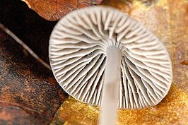 Papilmycena