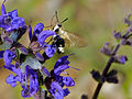 Imago butinant Salvia pratensis (Hérault, France)