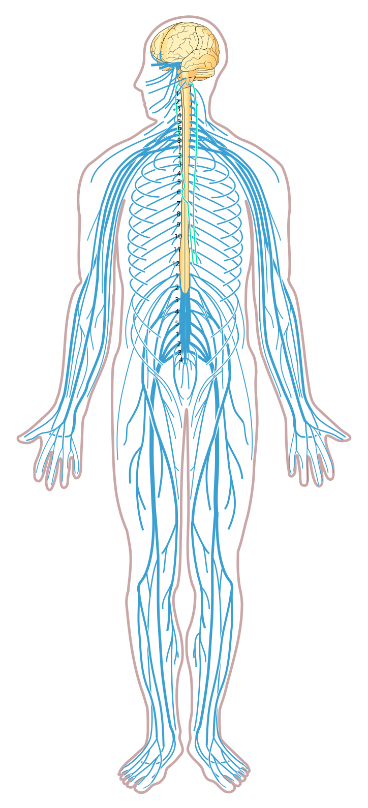 Central nervous system - Wikipedia