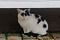 Von zu vielen Wikipedians eingeschüchterte Katze ;-)