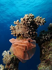 Nudibranch egg ribbon at Shaab Mahmoud Nudibranch egg ribbon at Shaab Mahmoud.JPG