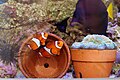 In paired clownfish, the male is the smaller of the two.
