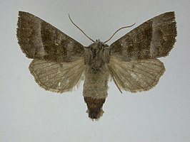 Papaipema eupatorii