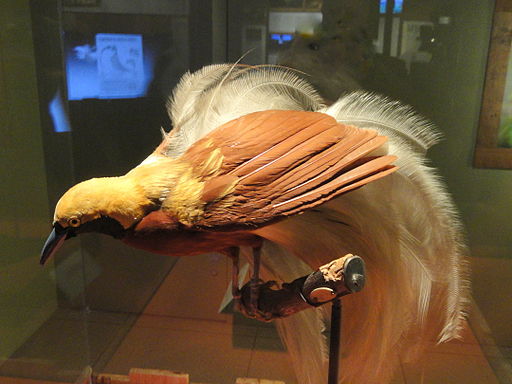 Paradisaea minor (male) - National Geographic Museum - DSC05049