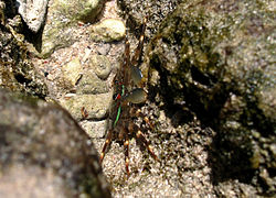 Crabe à oursins (Percnon planissimum)