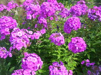 Phlox paniculata (Baštanski plamenac)