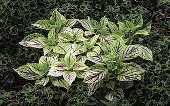 Cóleus (Plectranthus scutellarioides) no jardim botânico de Norfolk, Virgínia, Estados Unidos. (definição 6 000 × 3 742)