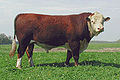 Taureau Hereford américain